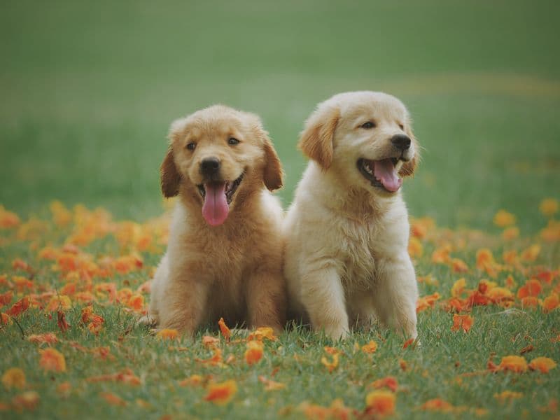 Dogs playing in the yard of a dog hotel and daycare