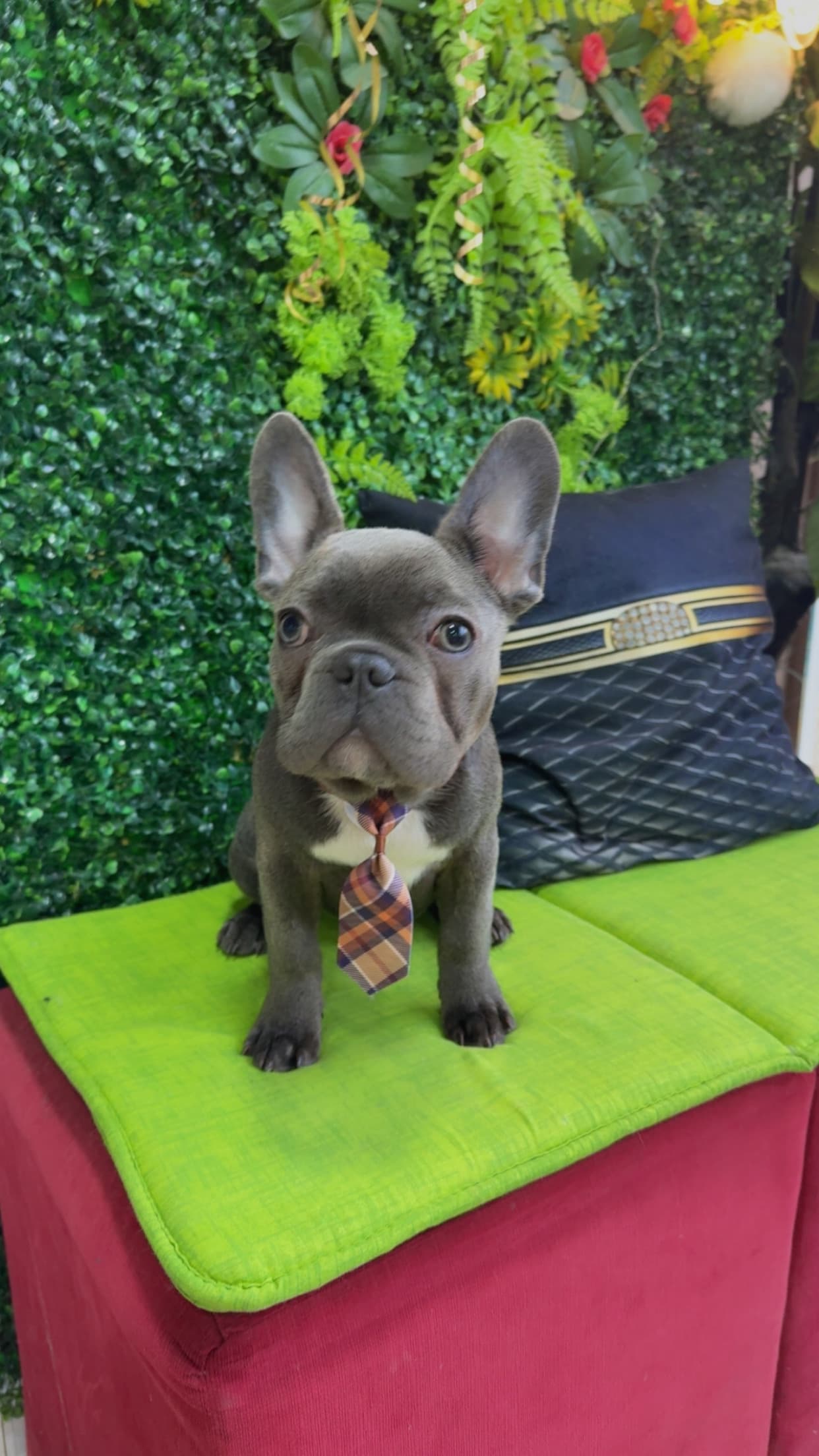 Цялостен груминг, късокосмести от 4кг до 15кг