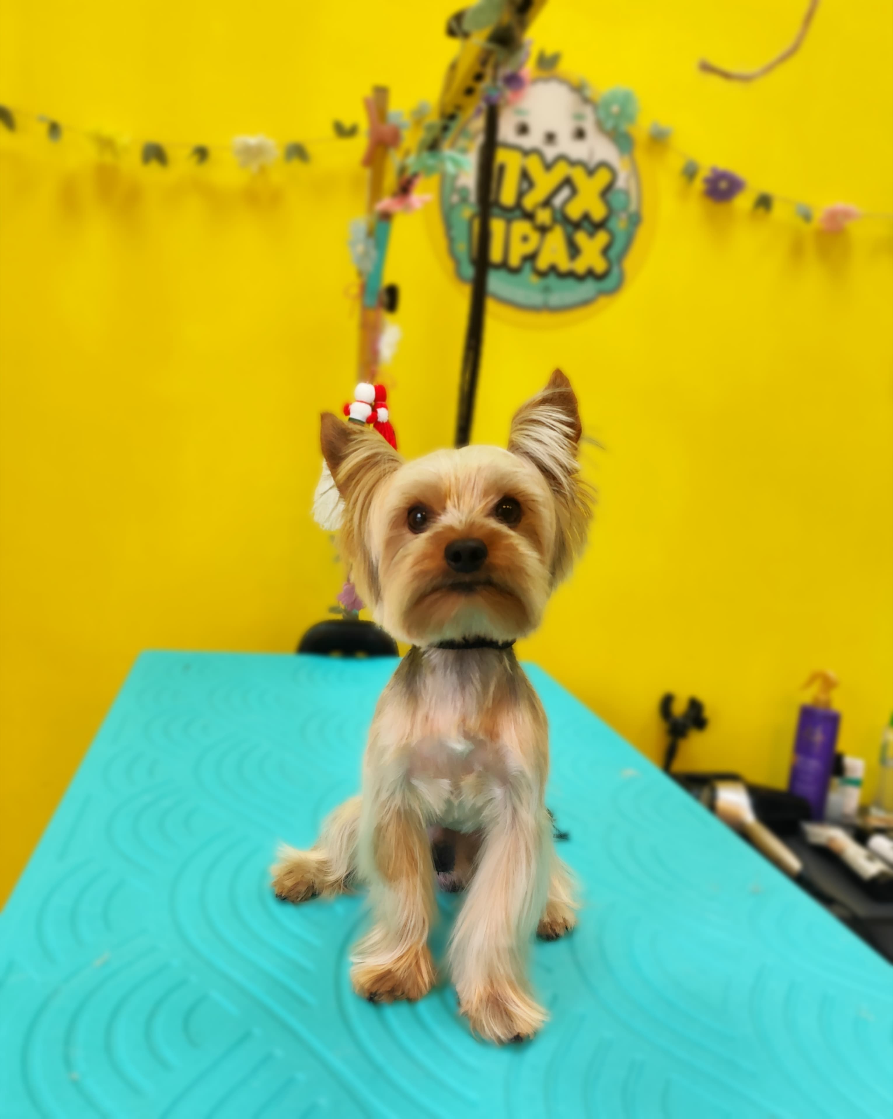 Дълга козина/Свободнопадаща до 5кг (Йоркширски териер, Ши Тцу, Малтийска болонка, Кавалер Кинг Чарлз, Кокер Шпаньол)