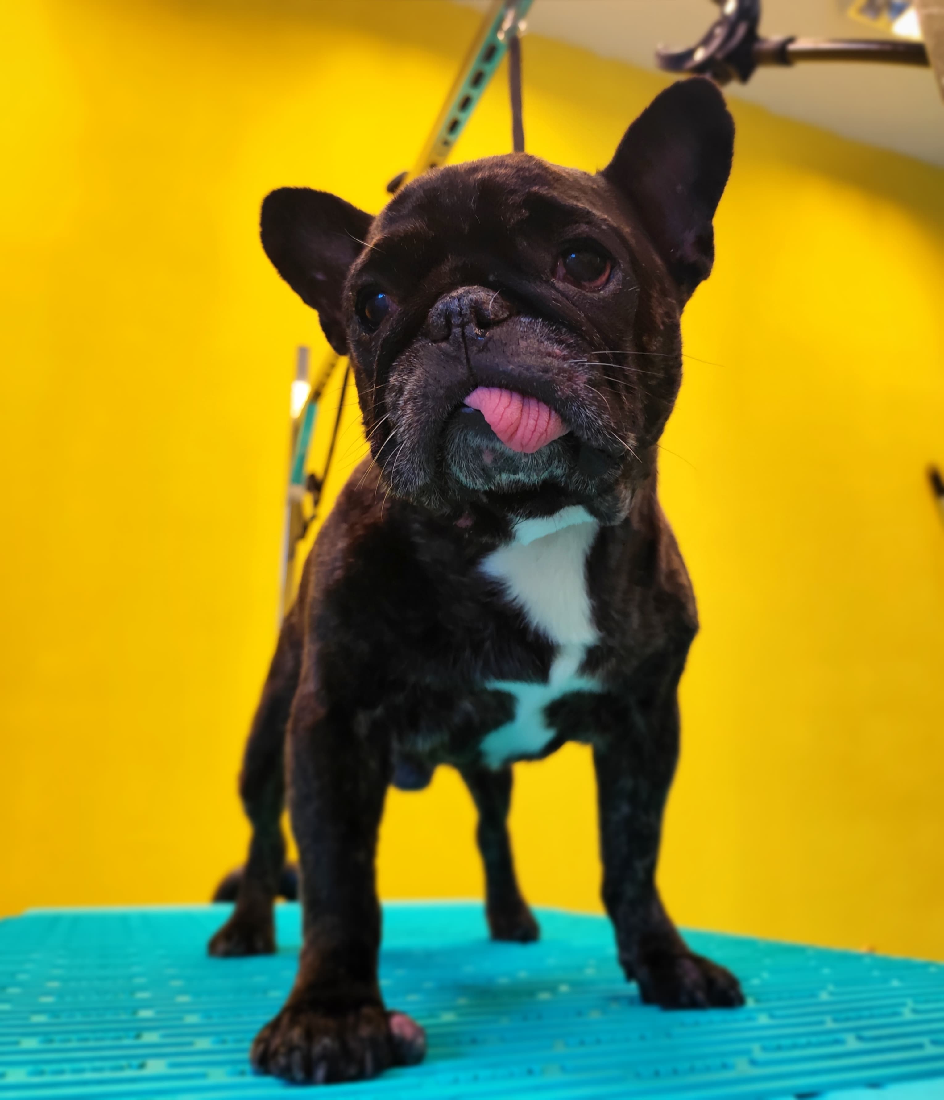 Късокосмести до 5кг (Френски булдог, Мопс, Бигъл, Джак ръсел, Лабрадор