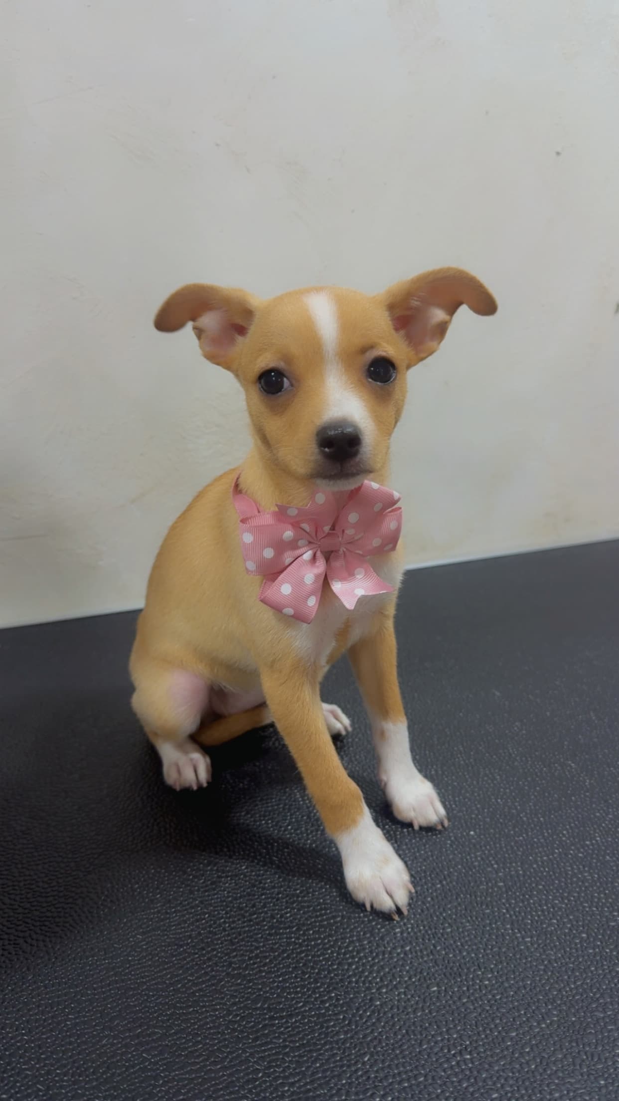 Цялостен груминг до 4кг късокосмести